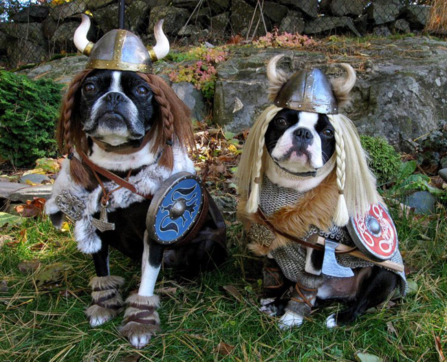 dog-boston-terrier-viking-opera-costume-halloween